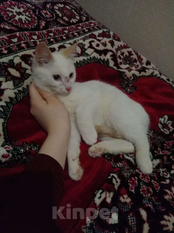 Кошки в Вологде: Котёнок  Мальчик, Бесплатно - фото 1