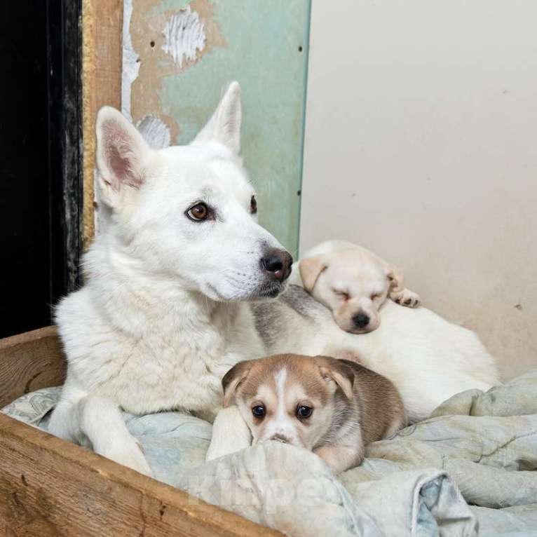 Собаки в Москве: Щенки от лабрадора и БШО в добрые руки Мальчик, 1 руб. - фото 7