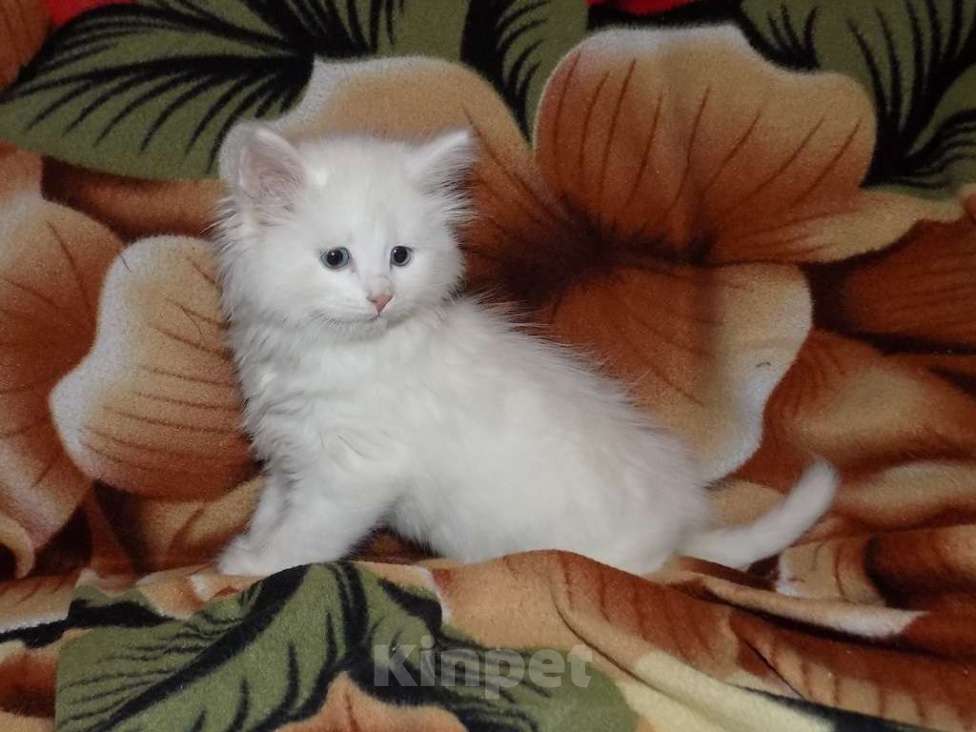Кошки в Москве: Турецкая ангора, котенок девочка Девочка, 15 000 руб. - фото 2