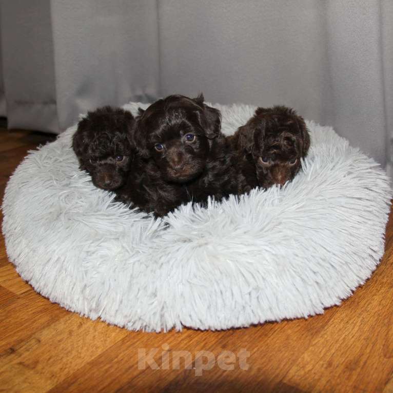 Собаки в Санкт-Петербурге: Той-пудель щенки - шоколадные. СПб Разнополые, 80 000 руб. - фото 2