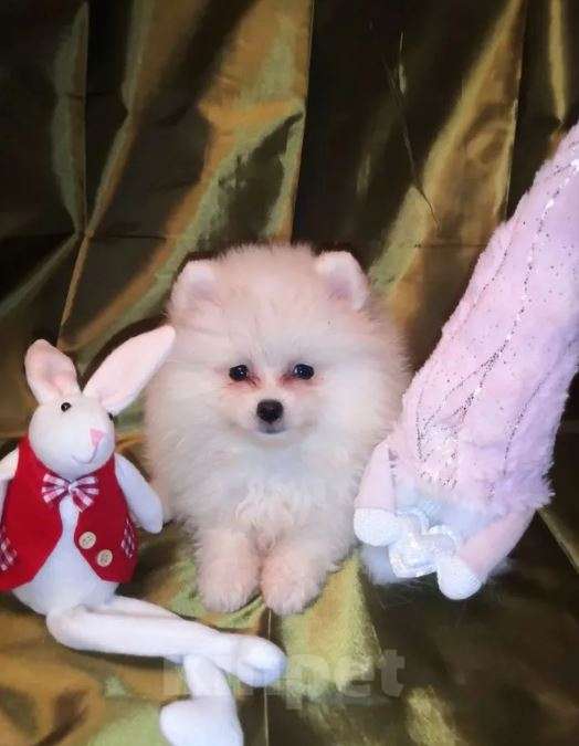 Собаки в Самаре: Щенки малыши Мальчик, Бесплатно - фото 4