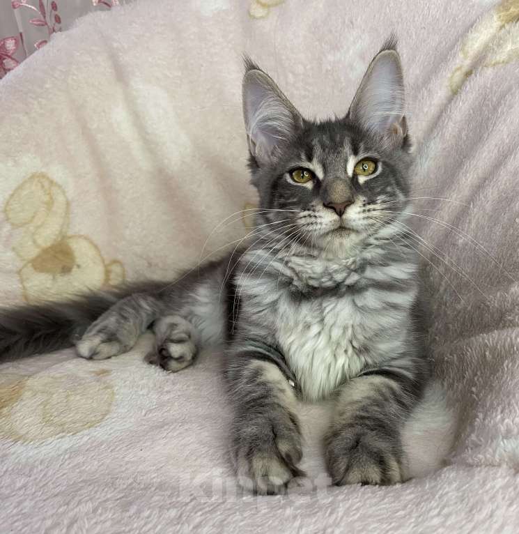 Кошки в Дмитрове: Голубая мраморная девочка мейн кун Zamira Девочка, 20 000 руб. - фото 3