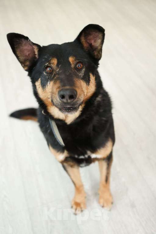 Собаки в Москве: Общительный и ласковый пёс Баграй в добрые руки Мальчик, Бесплатно - фото 6