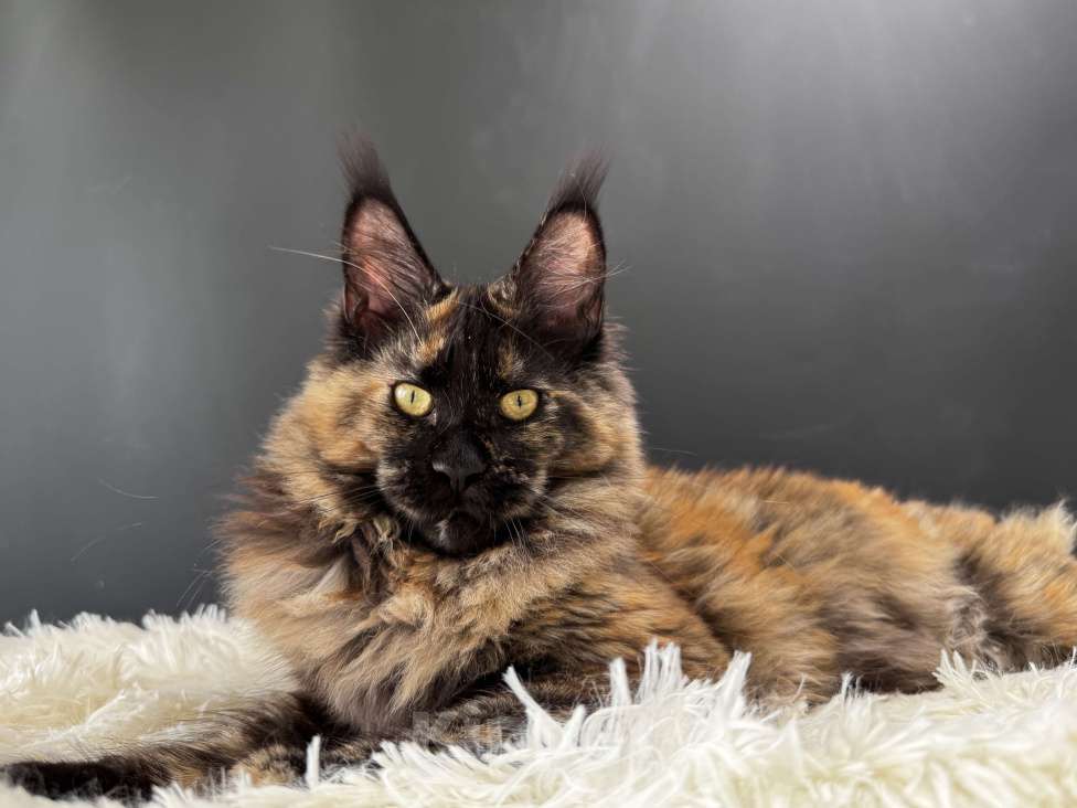 Кошки в Москве: Девочка Мейн Кун LaCie Девочка, 60 000 руб. - фото 5