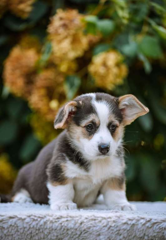 Собаки в Новосибирске: Вельш Корги Пемброк Дайнерис Бурерожденная  Девочка, 65 000 руб. - фото 5