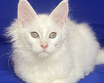 Кошки в Фокино: Котик мейн кун Мальчик, 40 000 руб. - фото 4