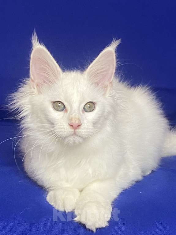 Кошки в Фокино: Котик мейн кун Мальчик, 40 000 руб. - фото 4
