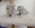 Кошки в Туле: Скоттиш-страйт🐱 шотландские котята с редким окрасом.С набивной плюшевой шёрсткой. Рождены 9 мая . Мальчик, 7 000 руб. - фото 2