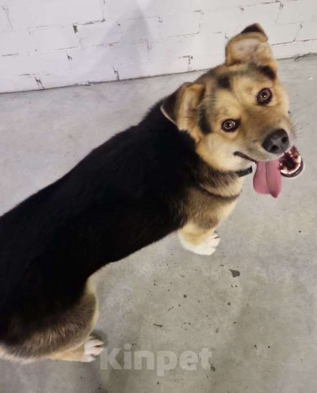 Собаки в Барнауле: Отдам в добрые руки молодого пса — Лаки! Мальчик, Бесплатно - фото 1