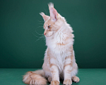 Кошки в Красногорске: Котенок  Мальчик, Бесплатно - фото 2