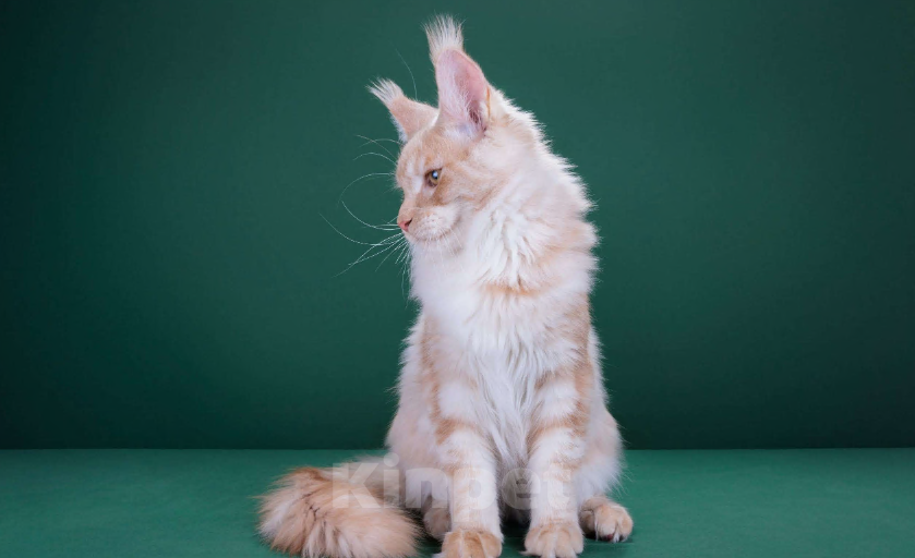 Кошки в Красногорске: Котенок  Мальчик, Бесплатно - фото 2