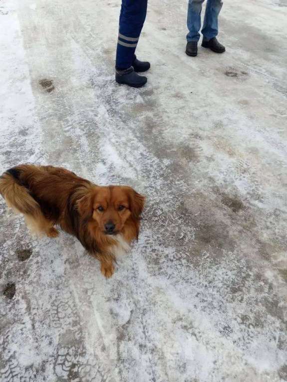 Собаки в Москве: маленькая собачка никому не нужна Мальчик, Бесплатно - фото 3