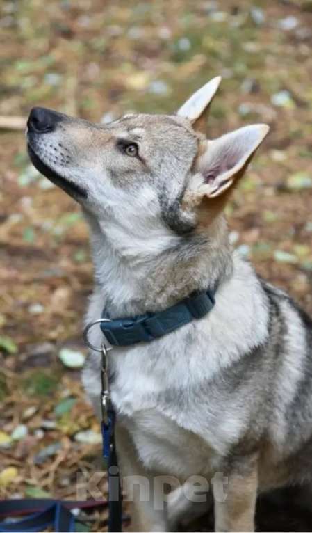 Собаки в Москве: Чехословацкий влчак. Девочка, 100 000 руб. - фото 3