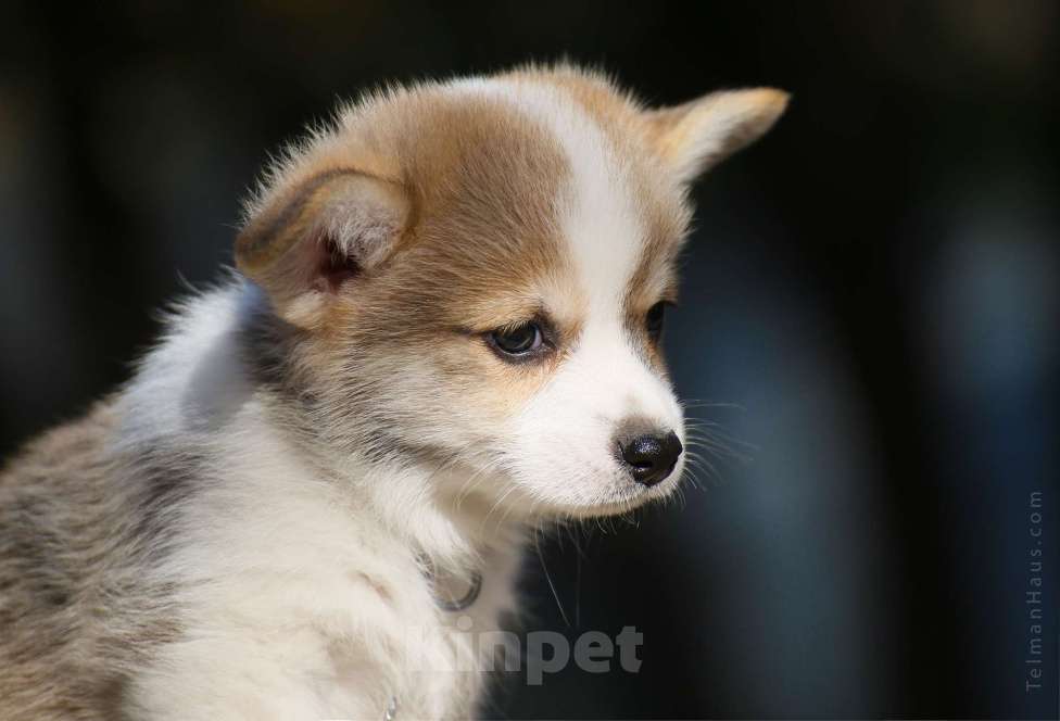 Собаки в Ростове-на-Дону: Щенки вельш корги пемброк питомник TelmanHaus  Девочка, 70 000 руб. - фото 2
