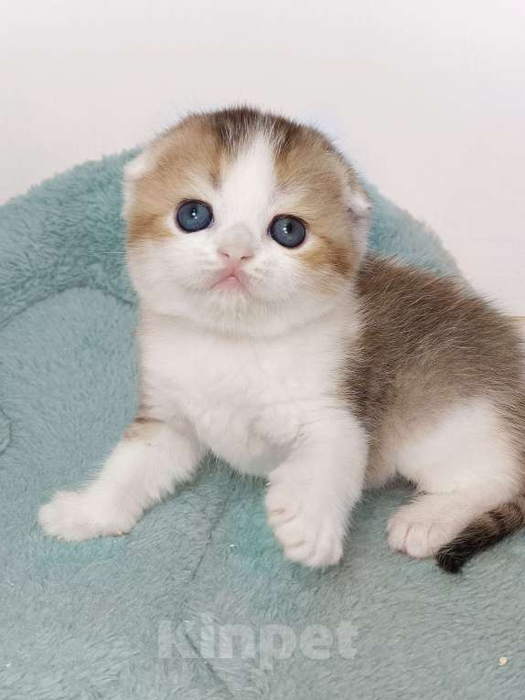 Кошки в Москве: Гумихо Девочка, 50 000 руб. - фото 1