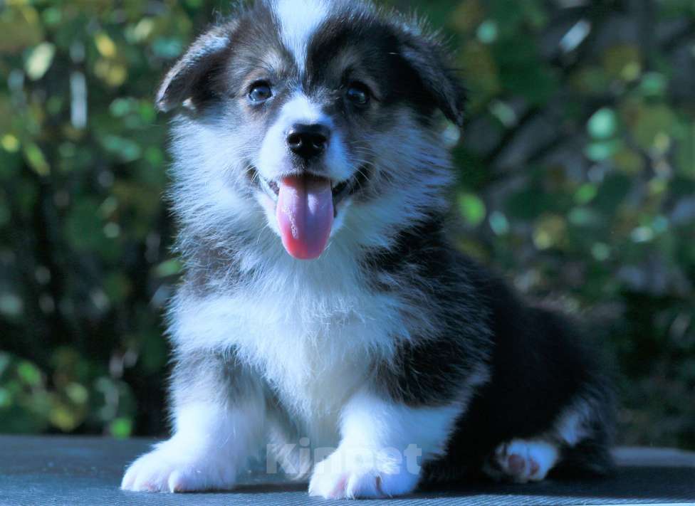 Собаки в Москве: вельш корги пемброк щенки Мальчик, 90 000 руб. - фото 3