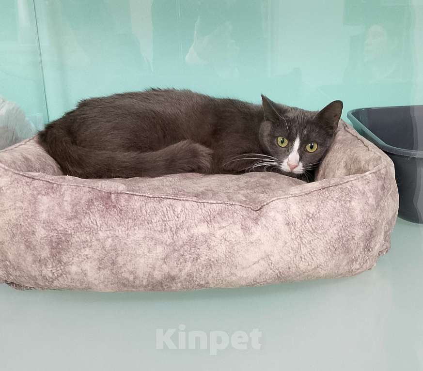 Кошки в Лобне: Мышка в поисках дома Девочка, Бесплатно - фото 4