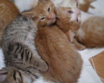 Кошки в Тамбове: Котята, 100 руб. - фото 1