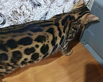 Кошки в Карачеве: Бенгальский котенок., 12 000 руб. - фото 4
