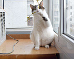 Кошки в Малмыже: Кот Беляш ждём семью, 10 руб. - фото 8