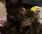 Кошки в Карабаново: Предоставляются брони котята, 10 000 руб. - фото 1