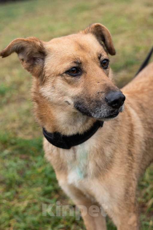 Собаки в Москве: Рыжее чудо Родион Мальчик, Бесплатно - фото 2