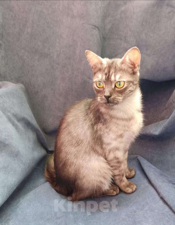 Кошки в Москве: Британские коты и кошки  Девочка, 15 000 руб. - фото 2