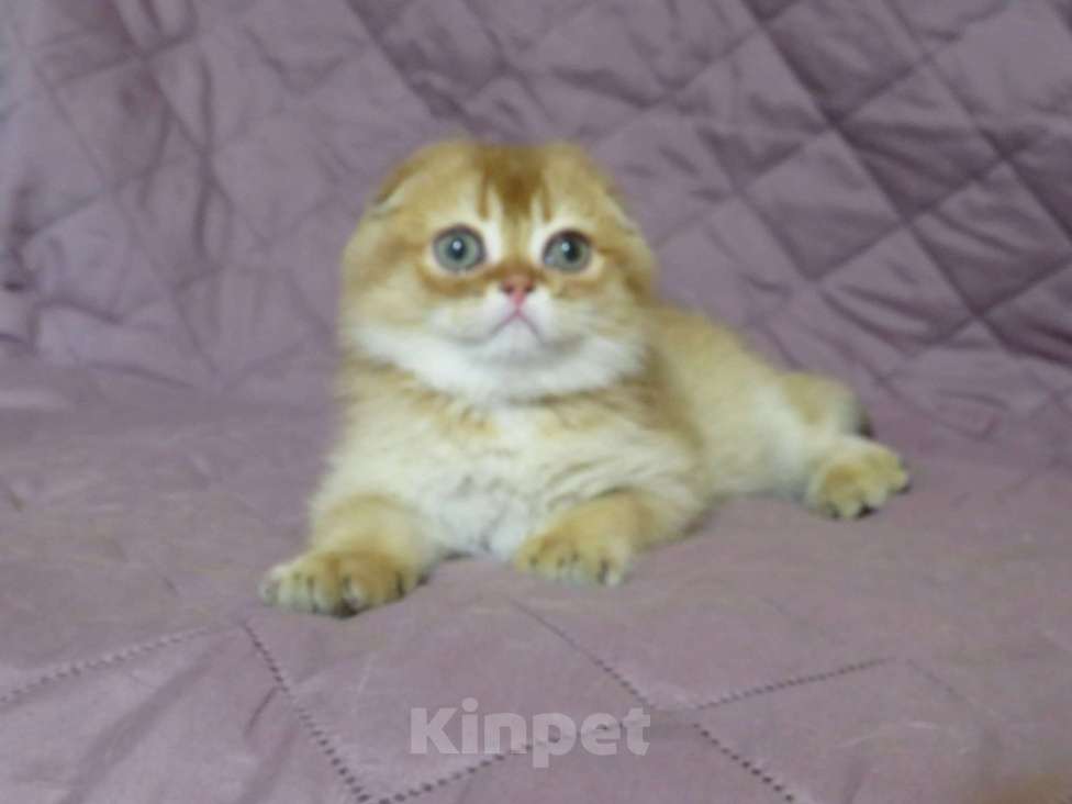 Кошки в Москве: роскошный шотландский котенок -мальчик Мальчик, Бесплатно - фото 3