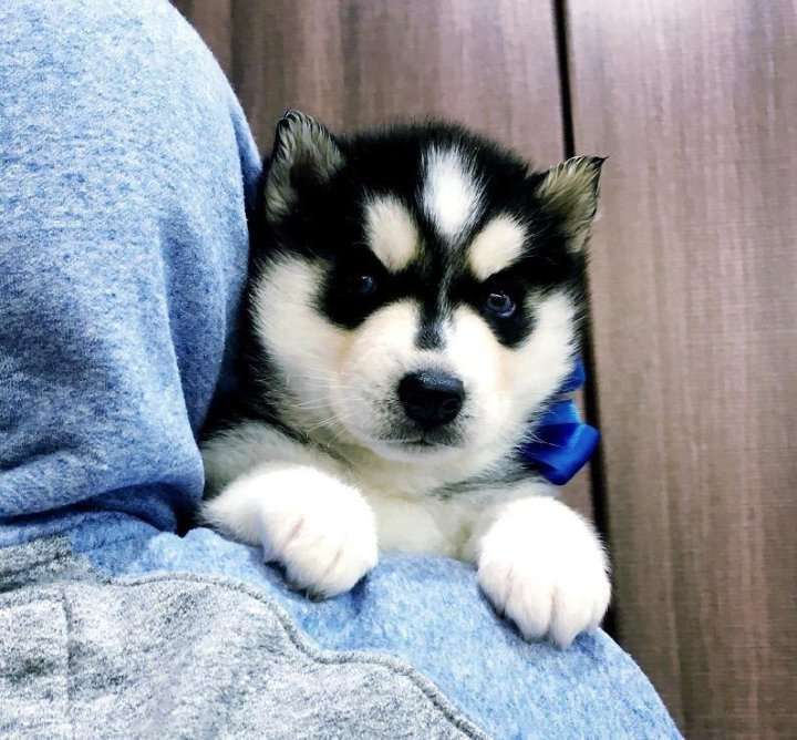 Собаки в Нижнем Тагиле: Хаски Щенки Разных окрасов Разнополые, Бесплатно - фото 1