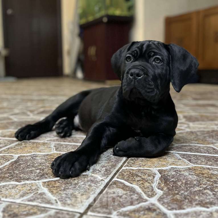 Собаки в других городах Московской области: Щенки Итальянского Кане Корсо! Девочка, 120 000 руб. - фото 9