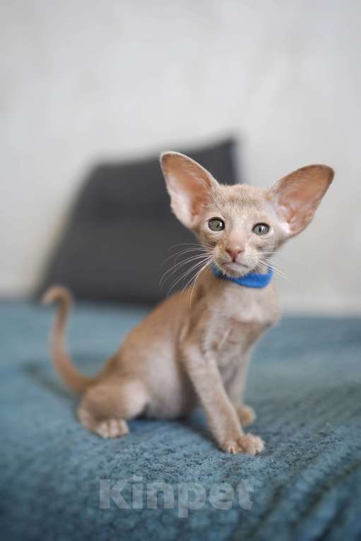 Кошки в Ростове-на-Дону: Ориентальная девочка фавн Девочка, 60 000 руб. - фото 8