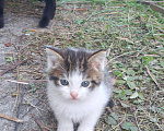 Кошки в Реутове: Котёнок в добрые руки Мальчик, Бесплатно - фото 3
