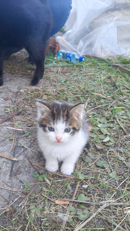 Кошки в Реутове: Котёнок в добрые руки Мальчик, Бесплатно - фото 3