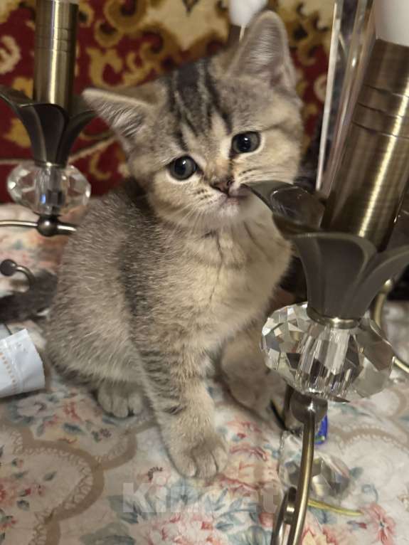 Кошки в Звенигороде: Aльф Мальчик, Бесплатно - фото 2