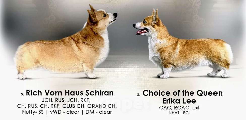 Собаки в Липецке: Щенок Корги Пемброк  Девочка, 50 000 руб. - фото 6