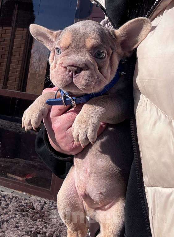 Собаки в Москве: Французский бульдог мальчик Мальчик, 100 000 руб. - фото 1