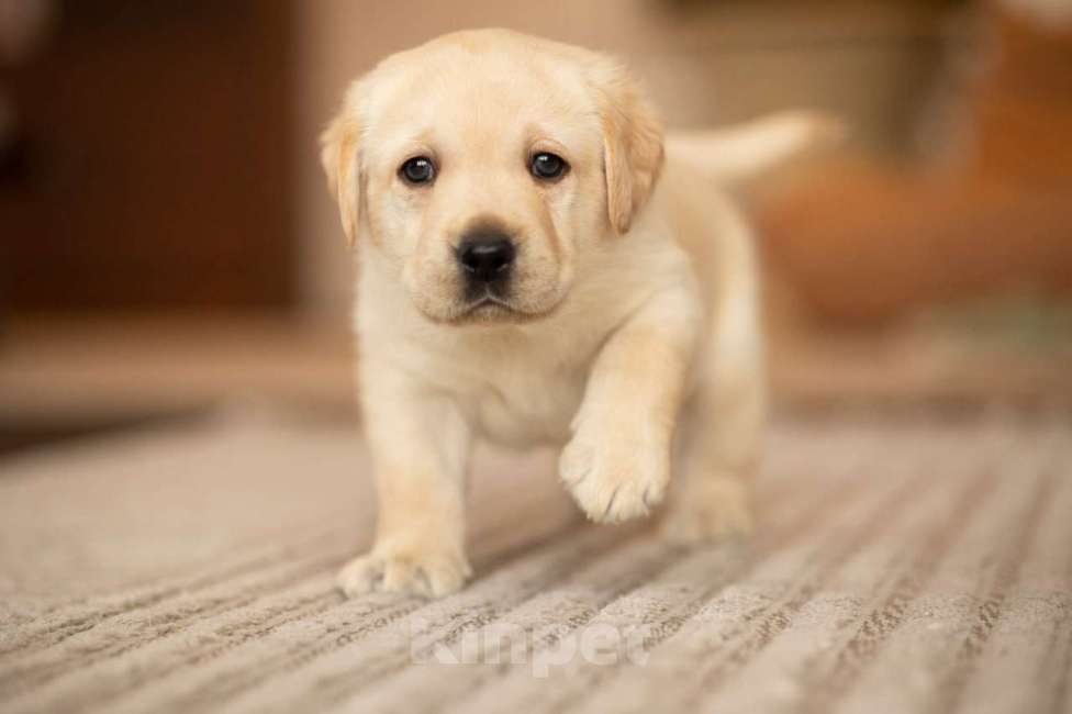 Собаки в Санкт-Петербурге: IRISLAV CREATIVE Мальчик, 140 000 руб. - фото 1