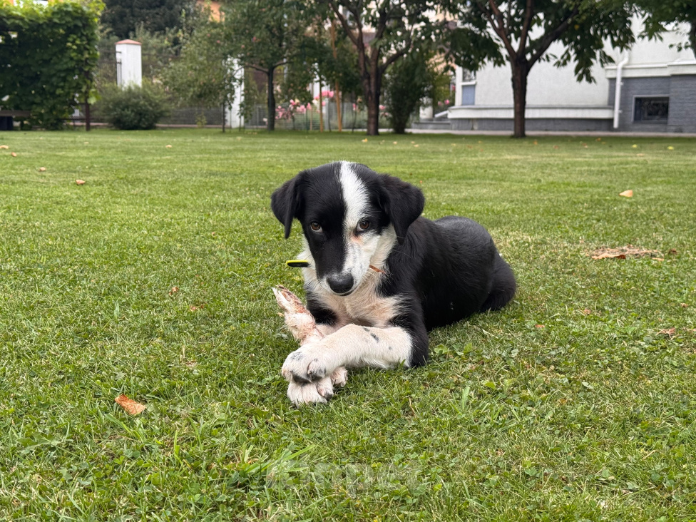 Собаки в других городах Московской области: Джокер_ИщетДом❤️ Мальчик, Бесплатно - фото 8