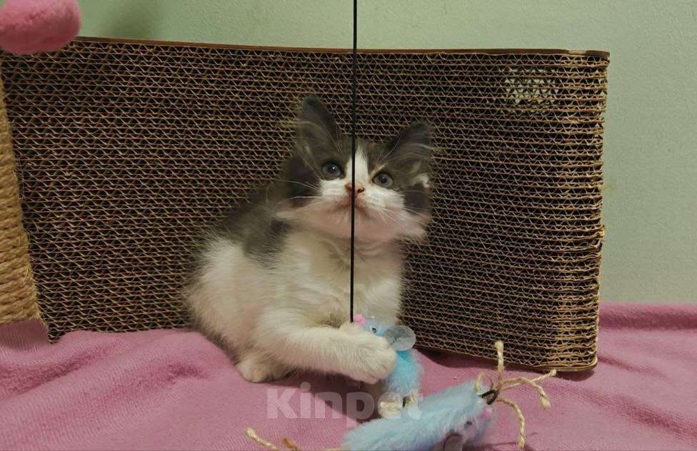 Кошки в Москве: Котенок-карапузик в добрые руки, 1,5 мес Мальчик, Бесплатно - фото 6