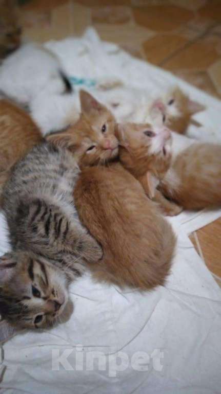 Кошки в Тамбове: Котята, 100 руб. - фото 1