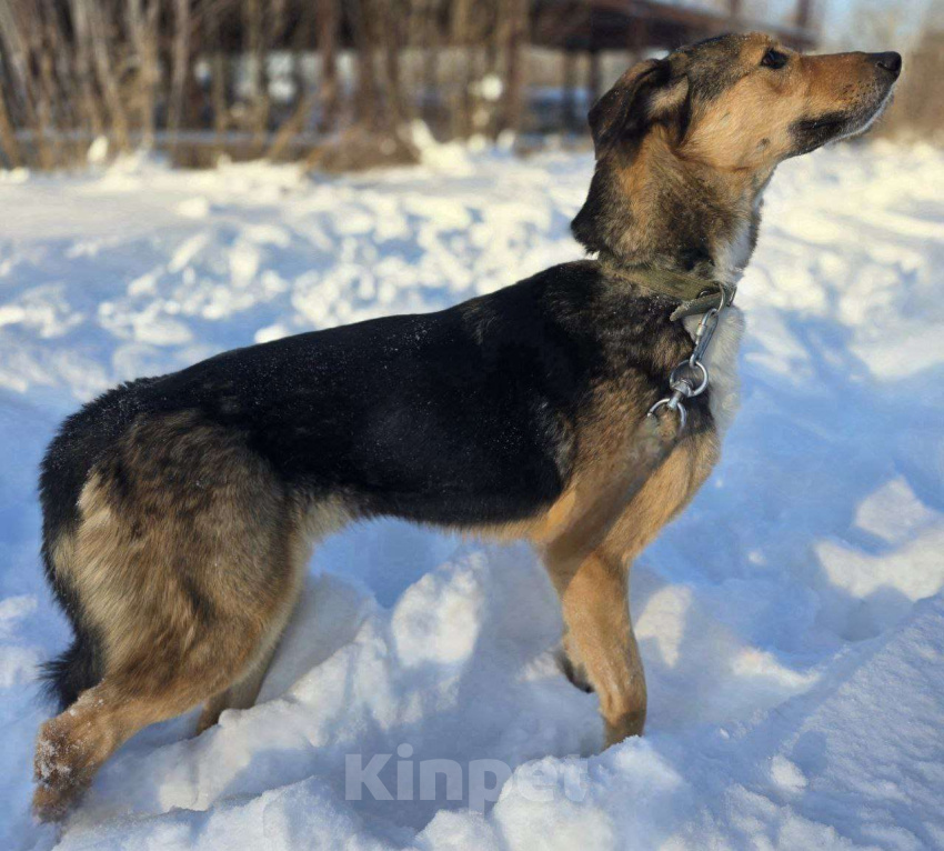 Собаки в Королеве: Знакомьтесь, Линч! Мальчик, Бесплатно - фото 3