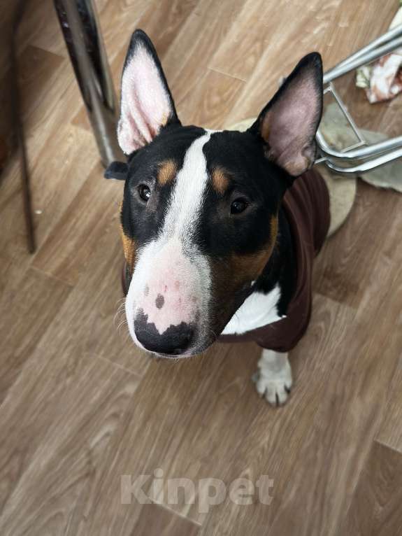 Собаки в Ростове-на-Дону: Бультерьер Мальчик, 15 000 руб. - фото 3