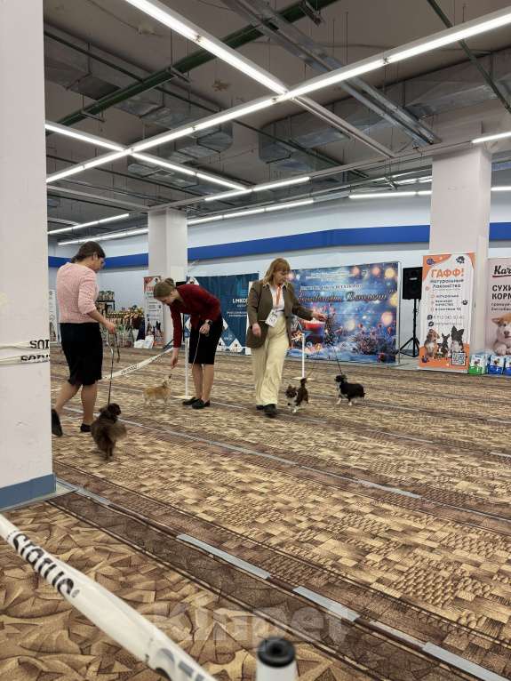 Собаки в Богдане: Щенки чихуахуа Девочка, 25 000 руб. - фото 4