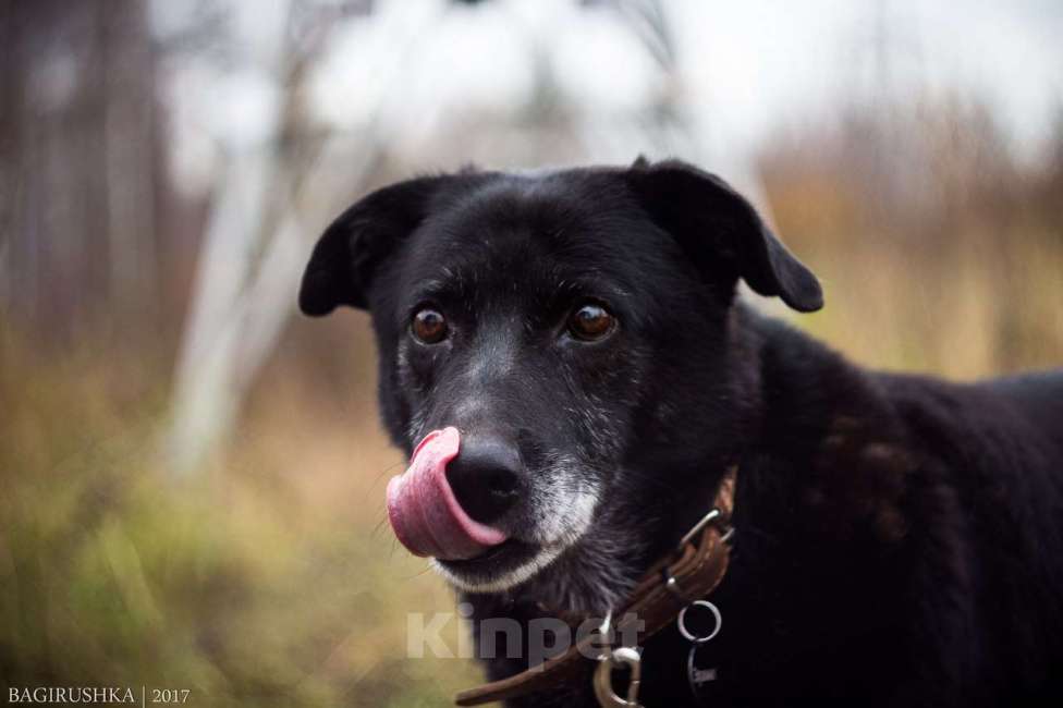 Собаки в Москве: Эрвин Мальчик, Бесплатно - фото 3