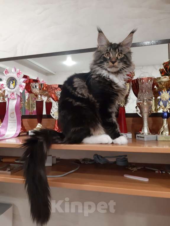 Кошки в Кемерово: Котенок Мейн-кун Мальчик, 60 000 руб. - фото 5