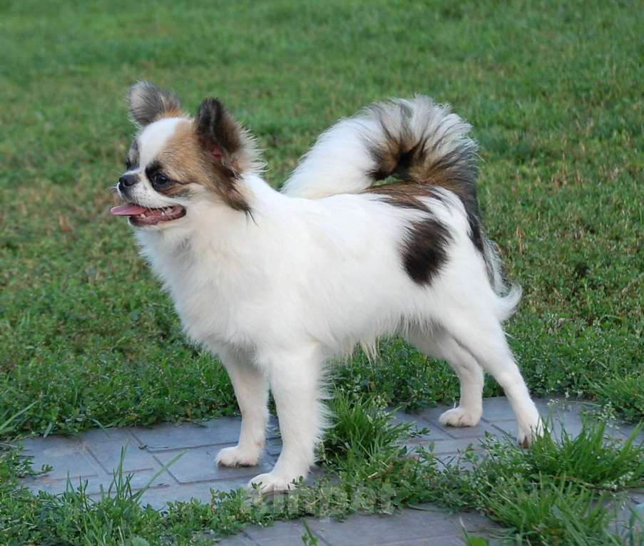 Собаки в Москве: Мальчик подросток Мальчик, 15 000 руб. - фото 8