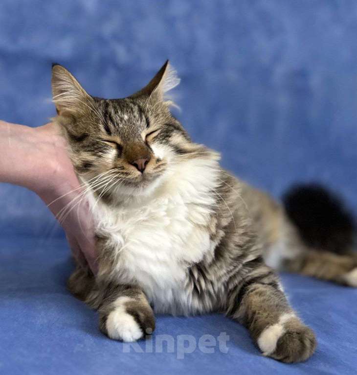 Кошки в Москве: котенок Кемер ищет дом Мальчик, Бесплатно - фото 9