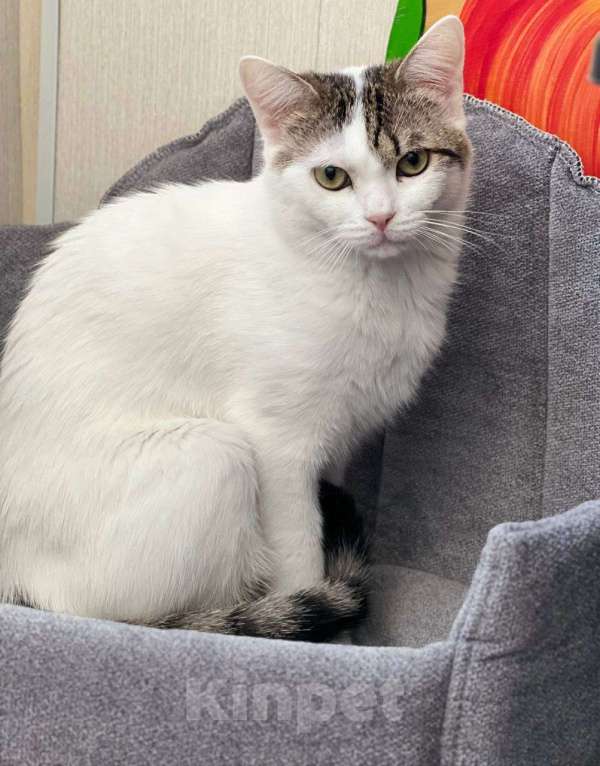 Кошки в Москве: Леон в добрые руки. Мальчик, Бесплатно - фото 6