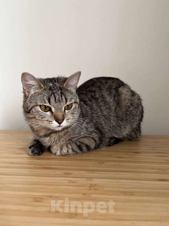 Кошки в Москве: Самая классная кошка и точка Девочка, Бесплатно - фото 4