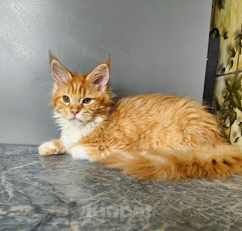 Кошки в Москве: Котёнок Мейн-кун Девочка Девочка, 55 000 руб. - фото 4